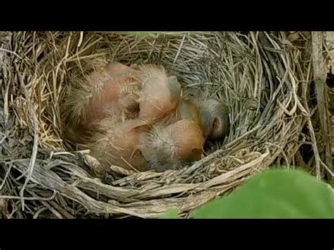 2024流年飛星 鳥在住家築巢